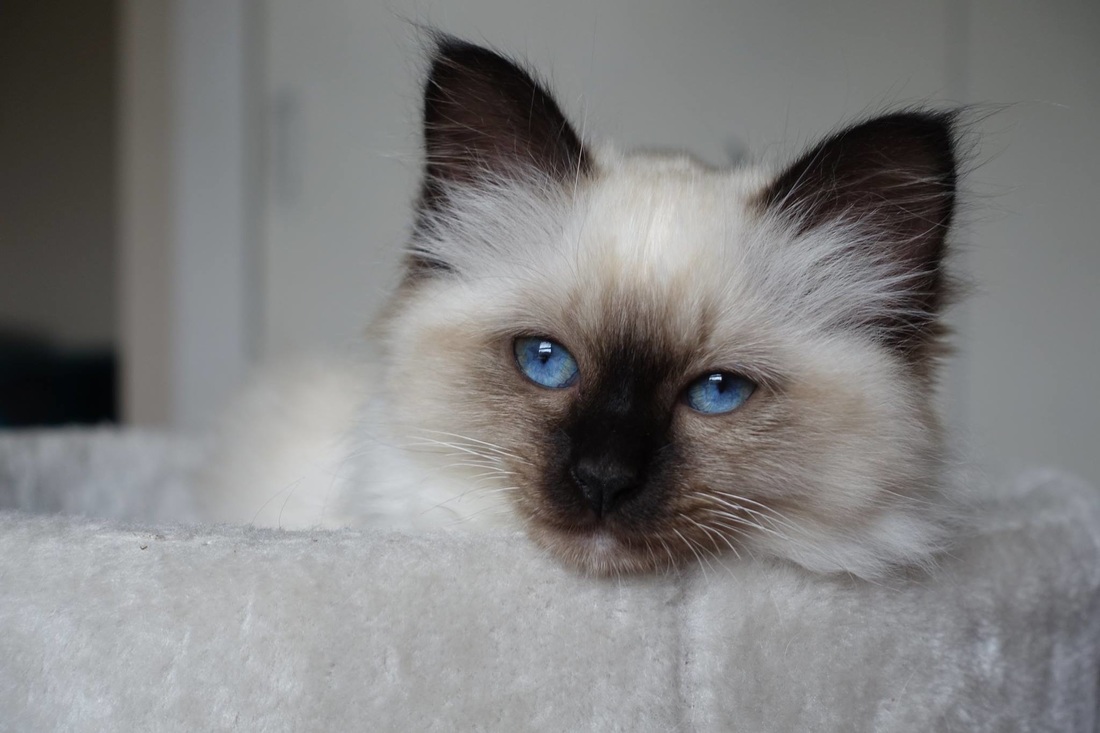 12 Awesome Things You Can Learn From Birman Breeder New Zealand